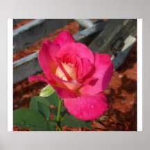 Rose pink 1 Poster