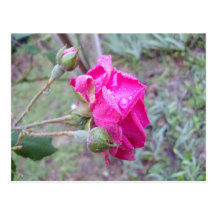Rose Post Card