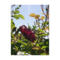 Rose Postcard