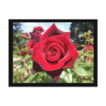 Rose postcards