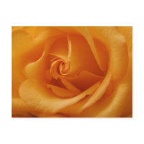 Rose Postcard