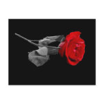 Rose Post Card