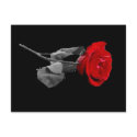 Rose postcards