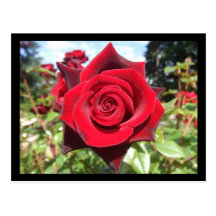 Rose Postcard