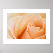 Rose Poster