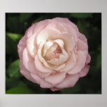 Rose posters