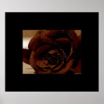 Rose posters