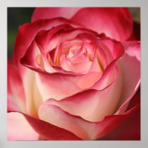Rose Posters