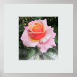 Rose Plakate