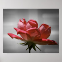 Rose Print