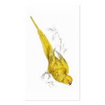 Rose-Ringed Parrakeet  (Yellow variety) by Edward business cards