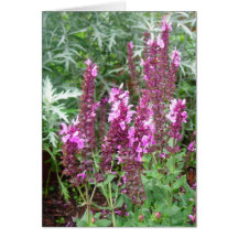 Rose Salvia Cards