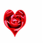 Rose shaped like a heart, sculpture photo cut out