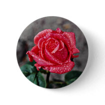 Rose, Shropshire Garden, after rain  flowers Pinback Buttons