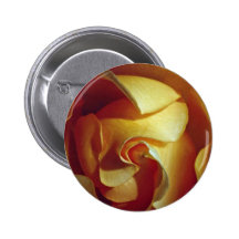 Rose, soft focus, close-up  flowers pinback button