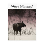 Rose Tinted Moose; Change of Address postcards