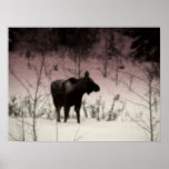 Rose Tinted Moose posters