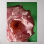 Rose Water Droplets 2 Poster