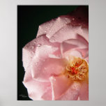 Rose Water Droplets Poster