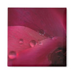 Rose Water magnets