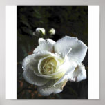rose,white,raindrops print