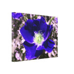 Rose with Blue Effect Added Stretched Canvas Print