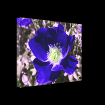Rose with Blue Effect Added canvas prints