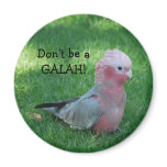 Roseate Cockatoo Don't Be A Galah Magnet