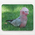 Roseate Cockatoo Mousepad