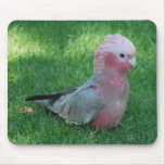 Roseate Cockatoo Mousepad