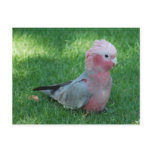 Roseate Cockatoo Postcard