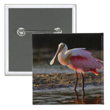 Roseate Spoonbill, Ajaia ajaja, Ding Darling Pin