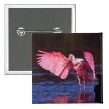 Roseate Spoonbill (Ajaia ajaja) with Cormorant Pinback Button