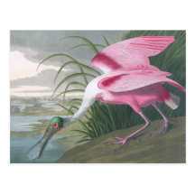 Roseate Spoonbill, John James Audubon Post Card