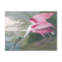 Roseate Spoonbill, John James Audubon Post Cards