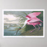 Roseate Spoonbill, John James Audubon Print
