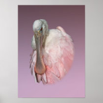 Roseate Spoonbill Portrait Poster or Print