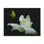 Rosebud After Rain Flower Photography Postcard