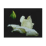 Rosebud After Rain Flower Photography Postcard