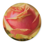 Rosebud Magnet
