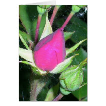 Rosebuds Card