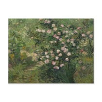 Rosebush in Blossom, Vincent van Gogh Postcards