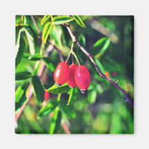 Rosehip Refrigerator Magnet
