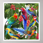 Rosella Parrots in Fig Tree Print