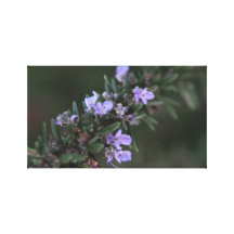 Rosemary canvas canvas print