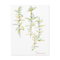 Rosemary Herbal Plant Botanical Art Drawing