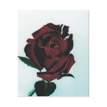 Rosemary's Rose Stretched Canvas Prints