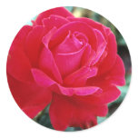 Roses 258 stickers