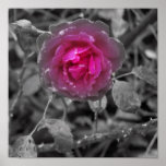 Roses and Rain Drops Poster