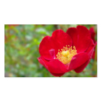 Roses Are Red Bookmarks Business Card Templates